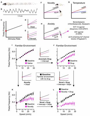 Frequency matters: how changes in hippocampal theta frequency can influence temporal coding, anxiety-reduction, and memory